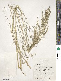 Eragrostis curvula image