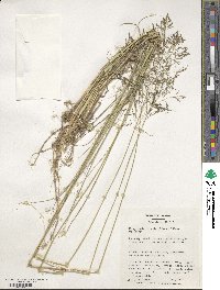 Eragrostis curvula image