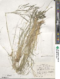 Eragrostis curvula image