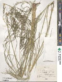 Eragrostis curvula image