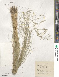 Eragrostis curvula image