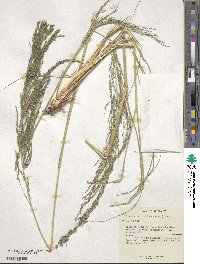 Eragrostis curvula image