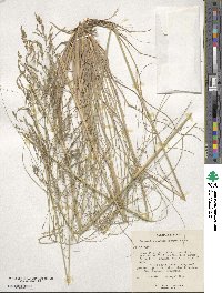 Eragrostis curvula image