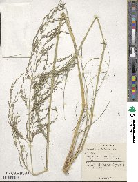 Eragrostis curvula image