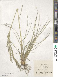 Eragrostis curvula image