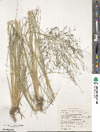 Eragrostis curvula image