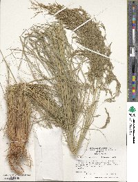 Eragrostis curvula image