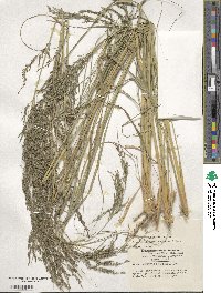 Eragrostis curvula image