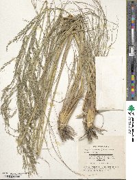 Eragrostis curvula image