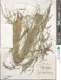 Eragrostis curvula image