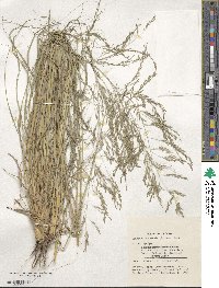 Eragrostis curvula image