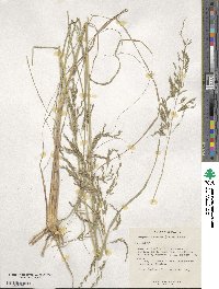 Eragrostis curvula image