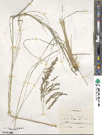 Eragrostis curvula image