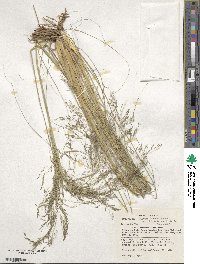 Eragrostis curvula image