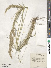 Eragrostis curvula image