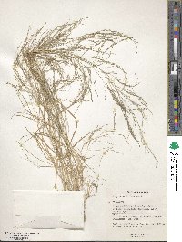 Eragrostis pectinacea image