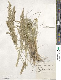 Eragrostis curvula image