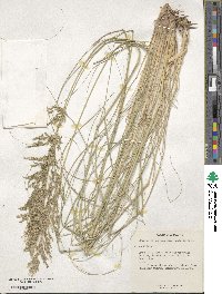 Eragrostis curvula image