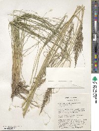 Eragrostis curvula image