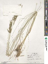 Eragrostis curvula image