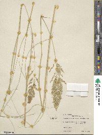 Eragrostis curvula image