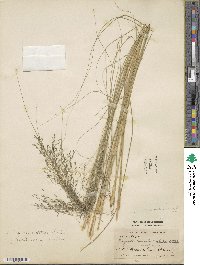 Eragrostis curvula image