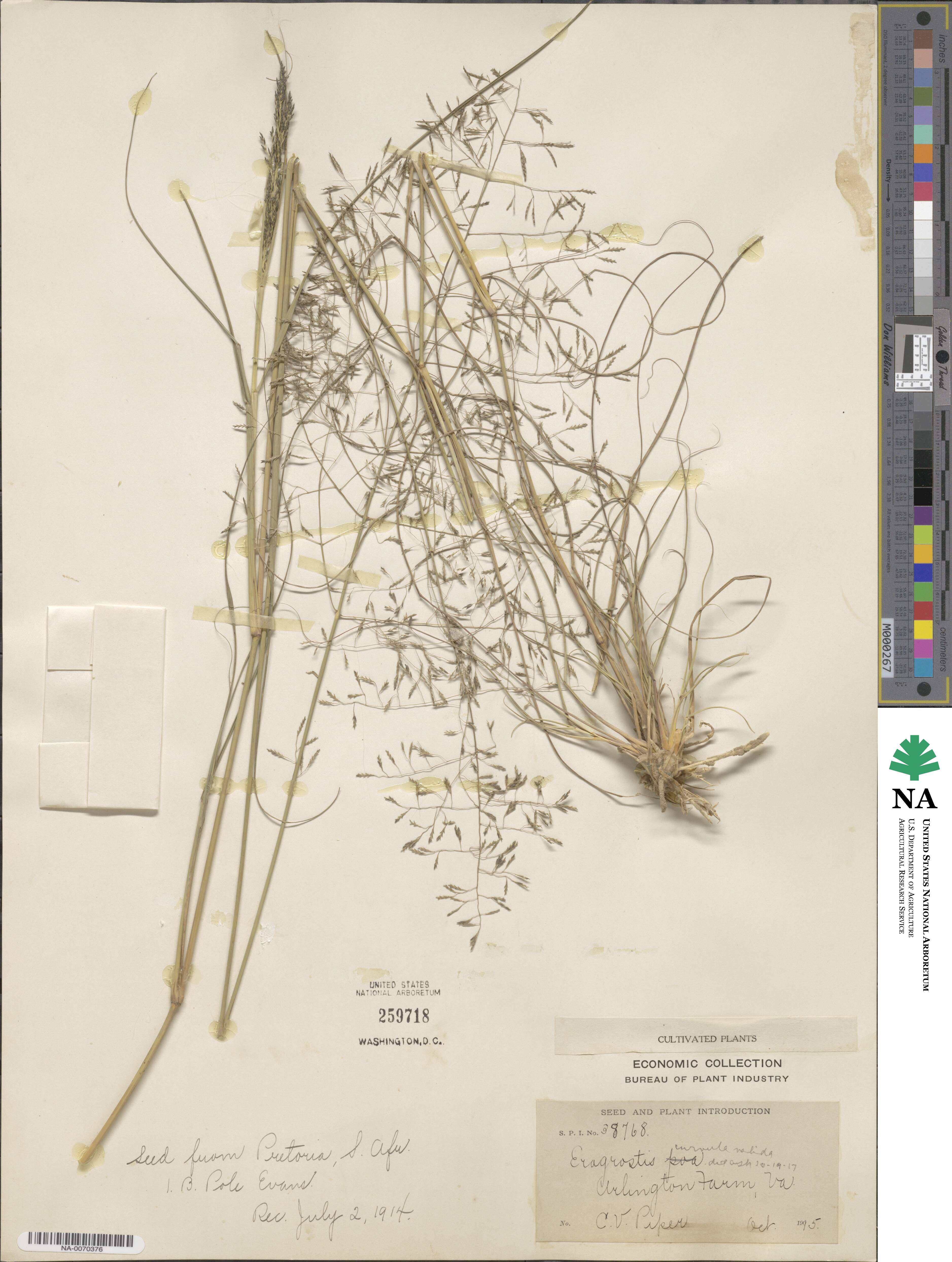 Eragrostis curvula image