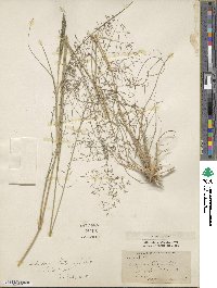 Eragrostis curvula image