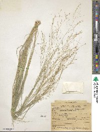 Eragrostis pectinacea image