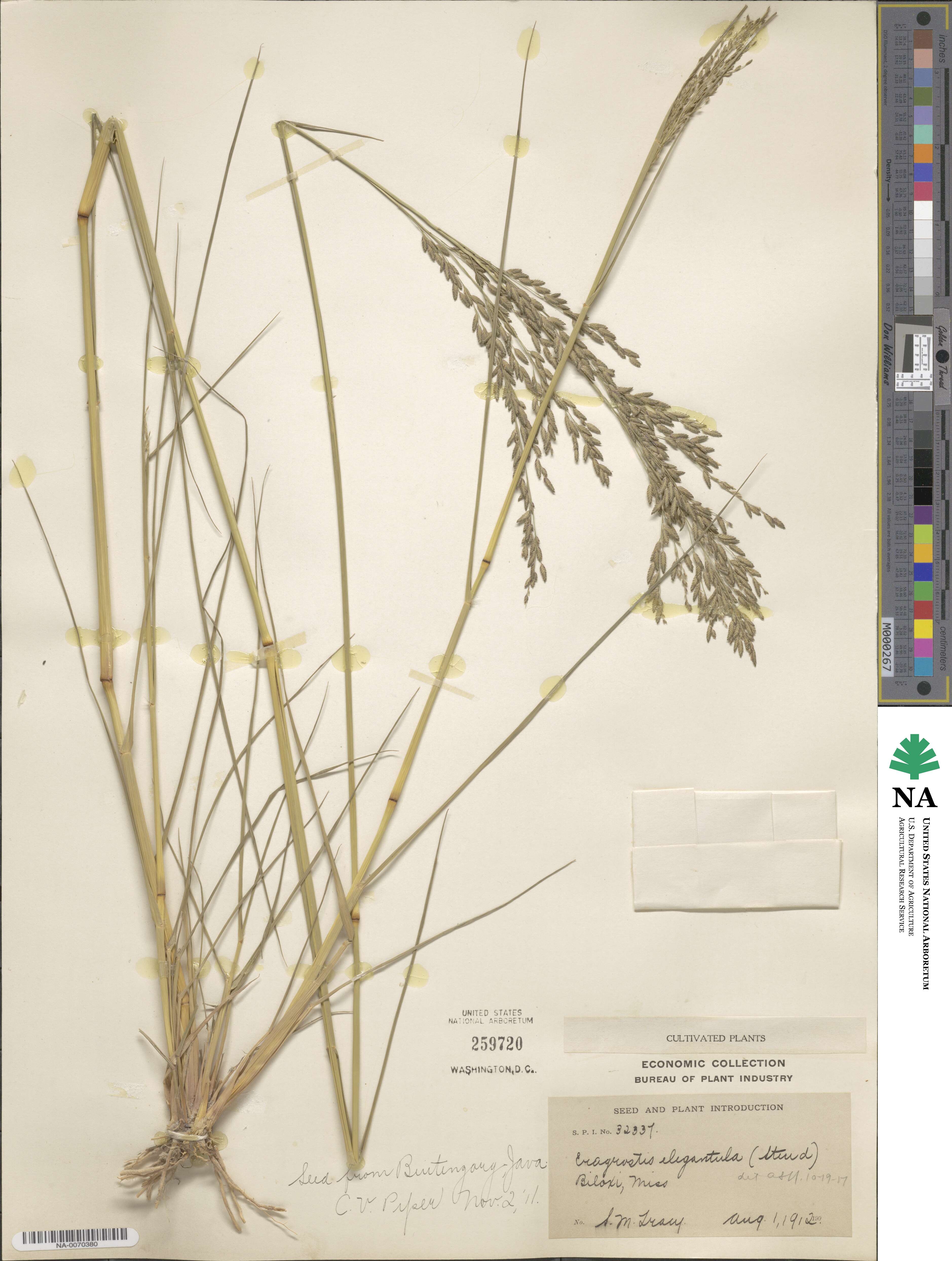 Eragrostis gangetica image