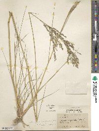 Eragrostis gangetica image