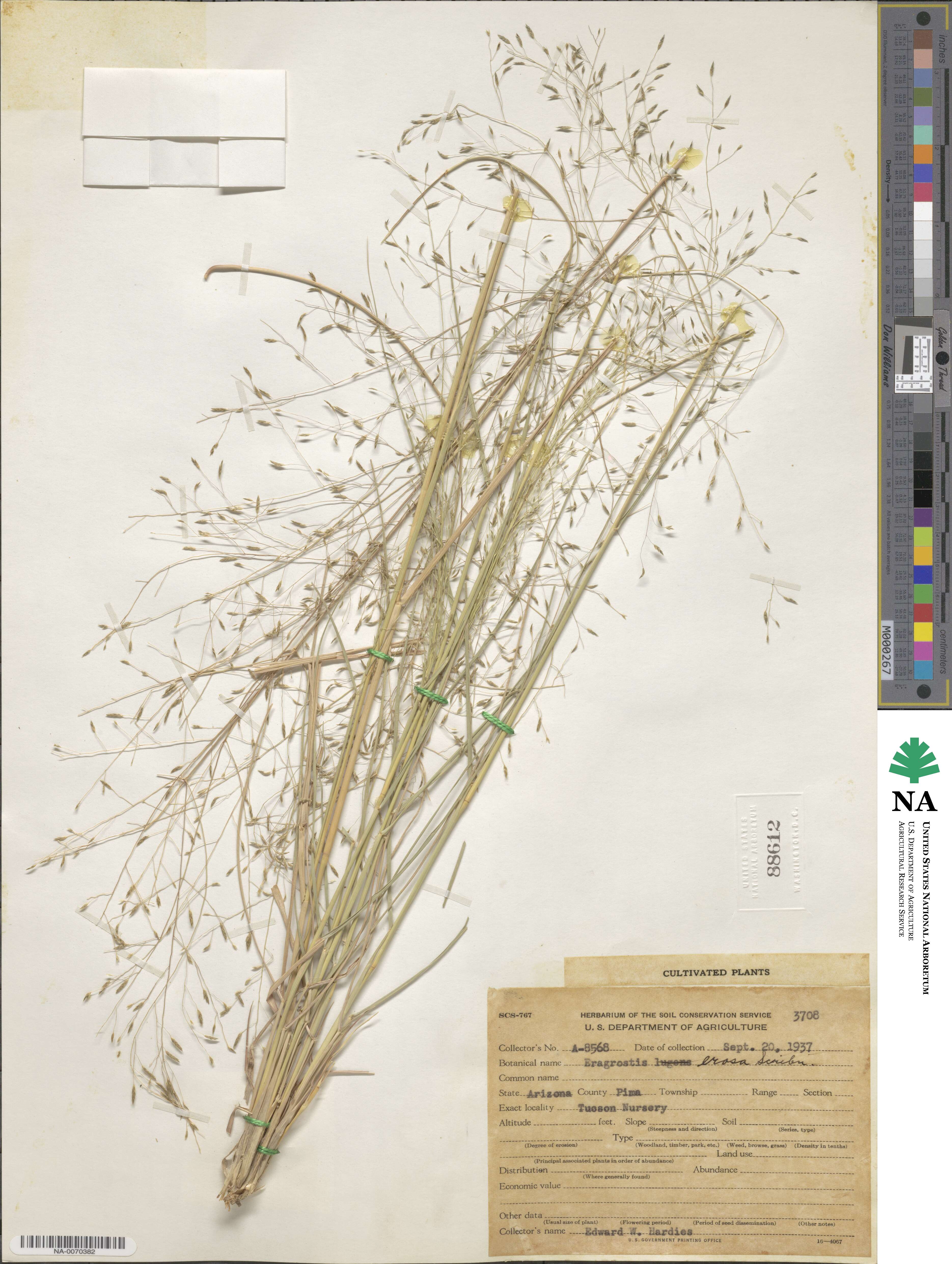 Eragrostis erosa image