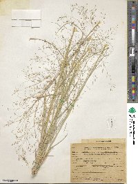 Image of Eragrostis erosa