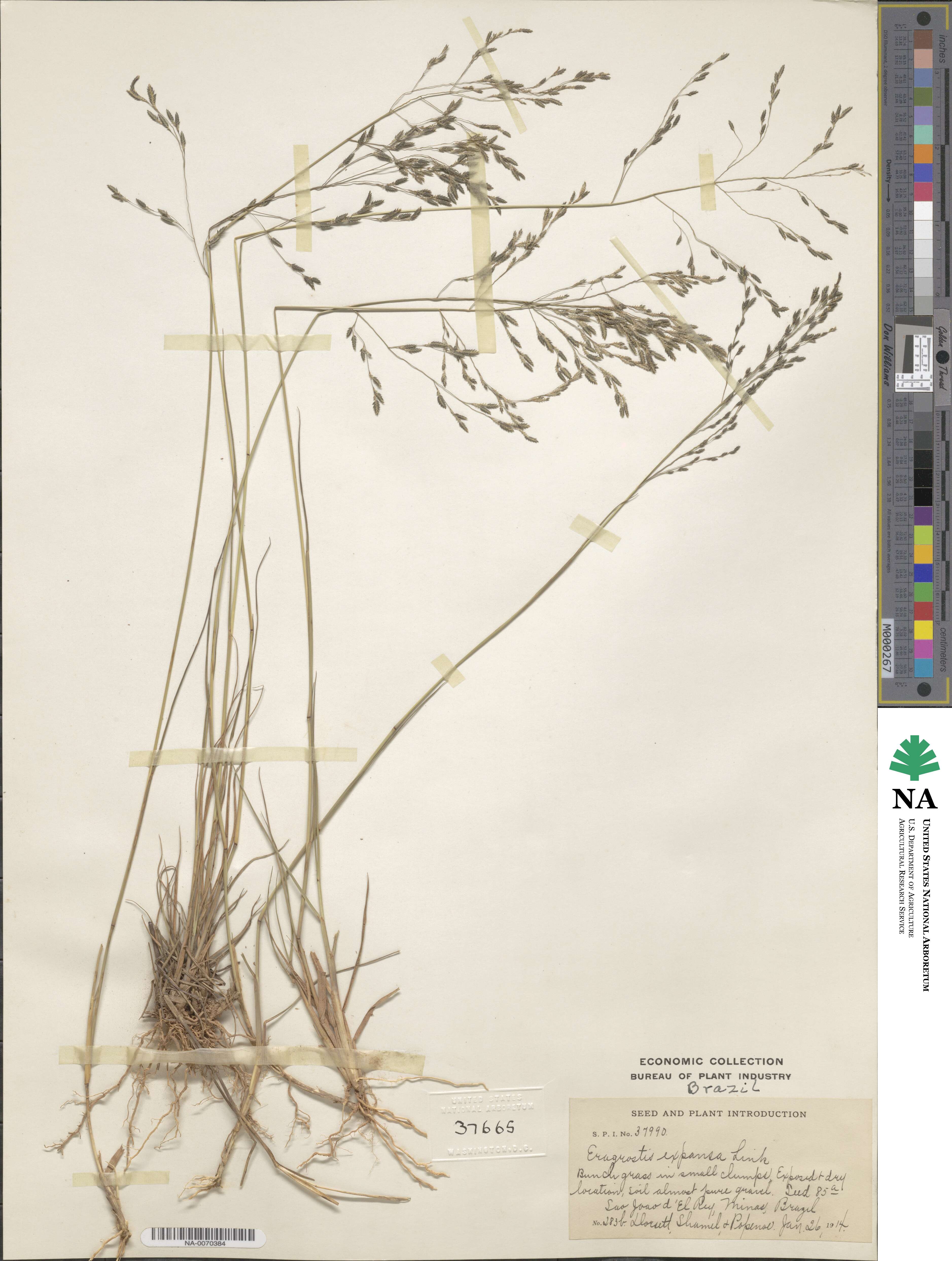 Eragrostis bahiensis image