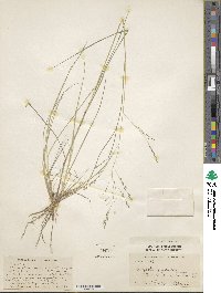 Eragrostis bahiensis image