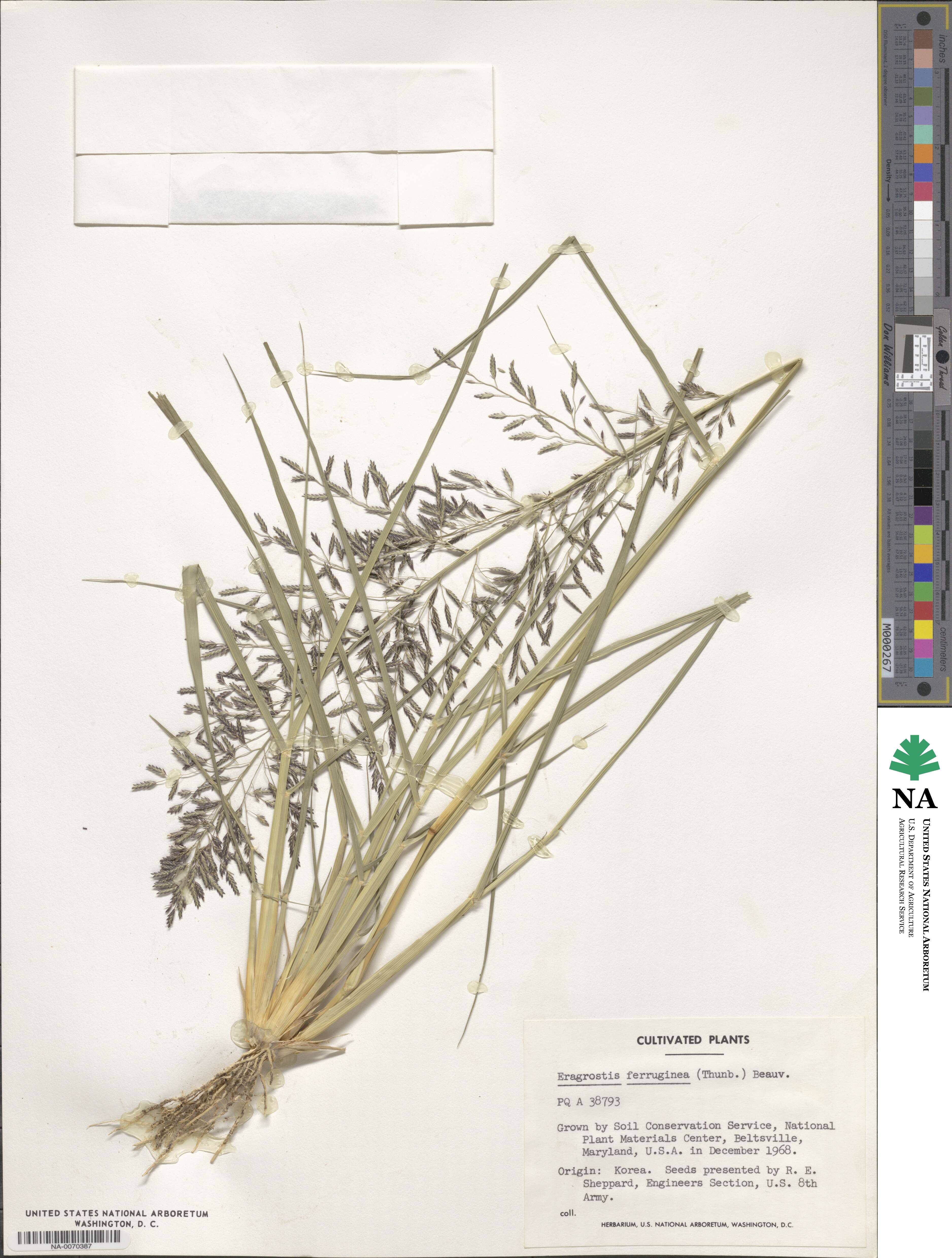 Eragrostis ferruginea image