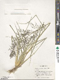 Eragrostis ferruginea image