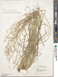 Eragrostis ferruginea image