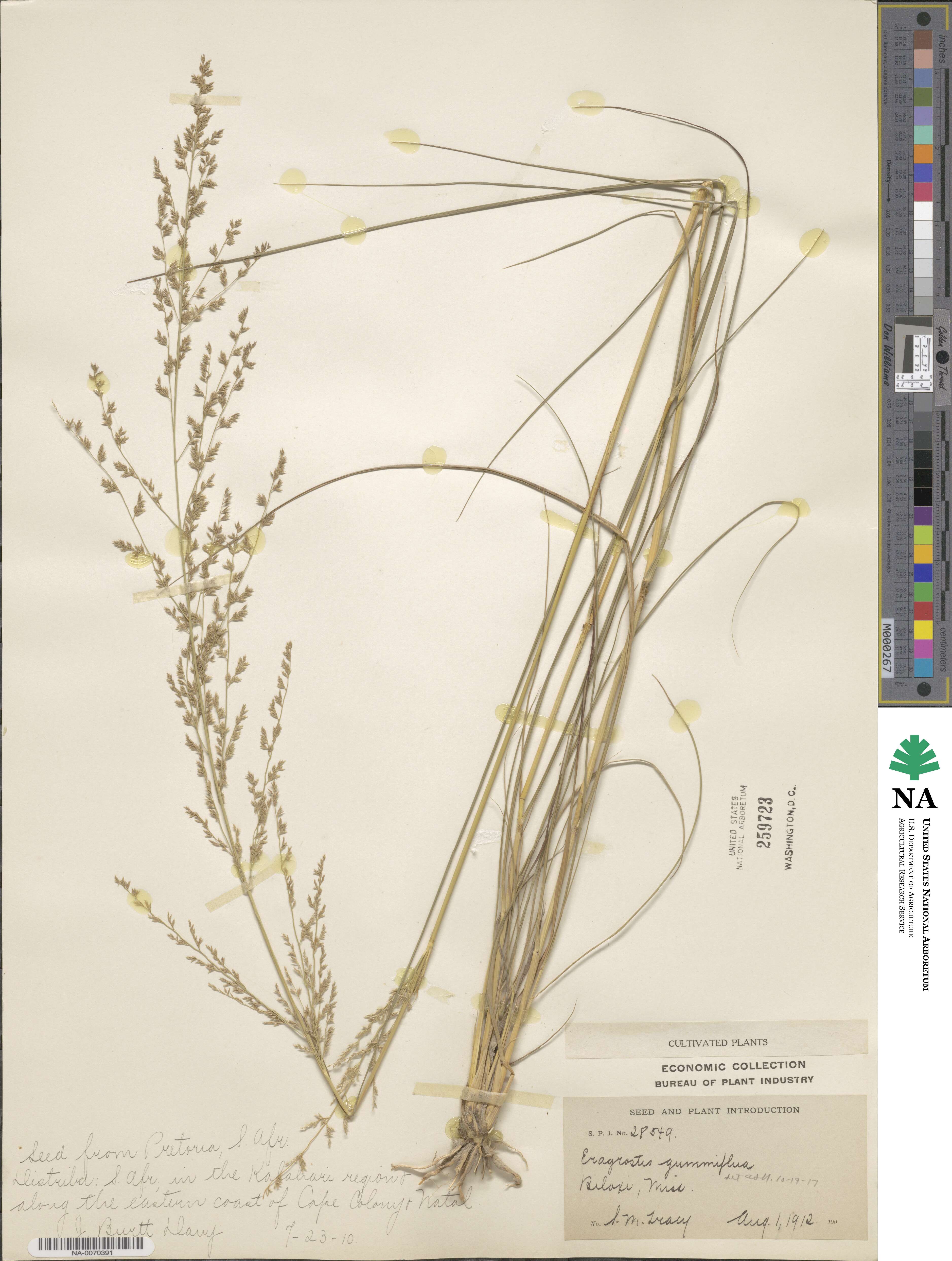 Eragrostis gummiflua image