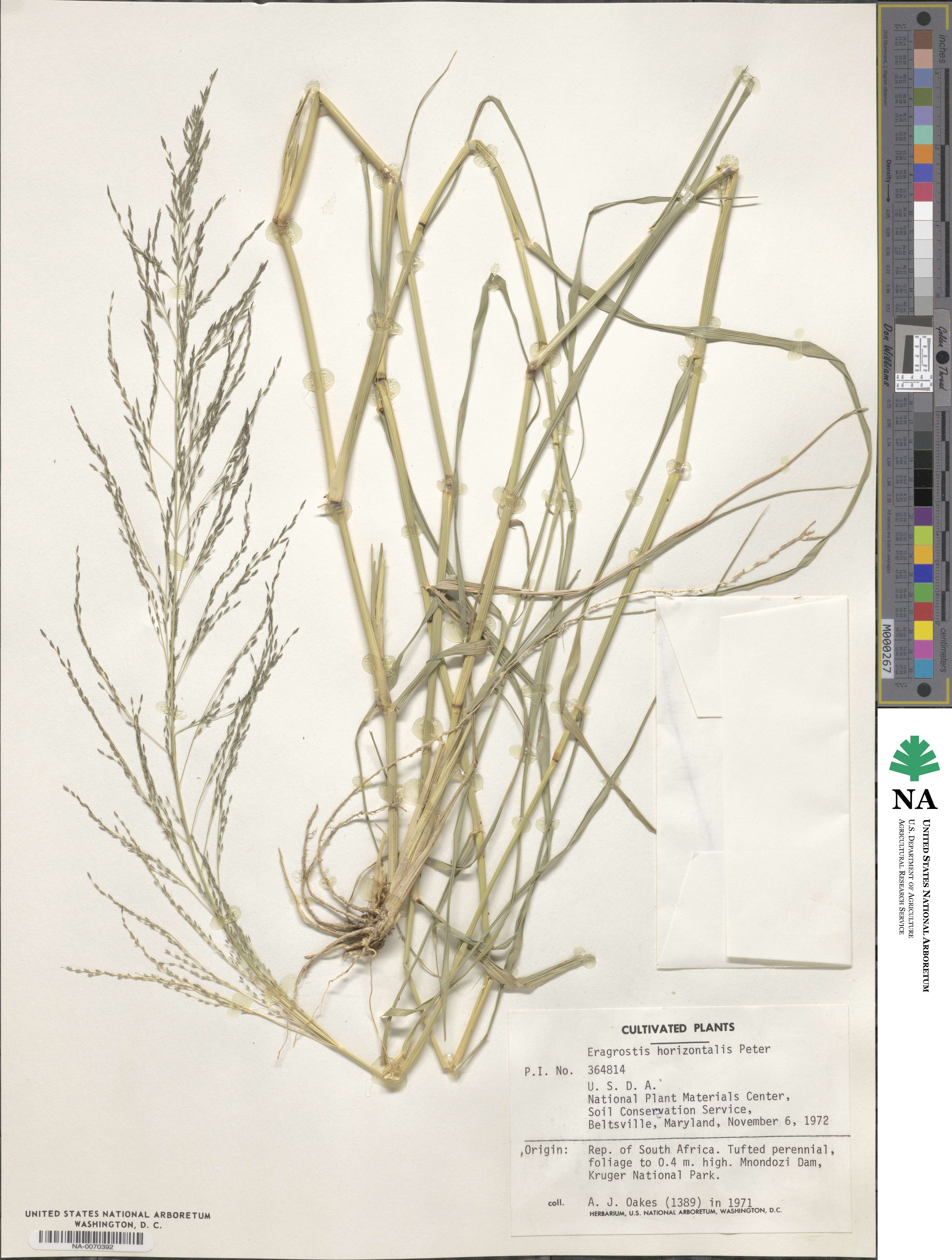 Eragrostis image