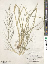 Eragrostis cylindrica image