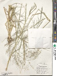 Eragrostis cylindrica image