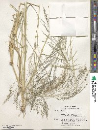 Eragrostis cylindrica image