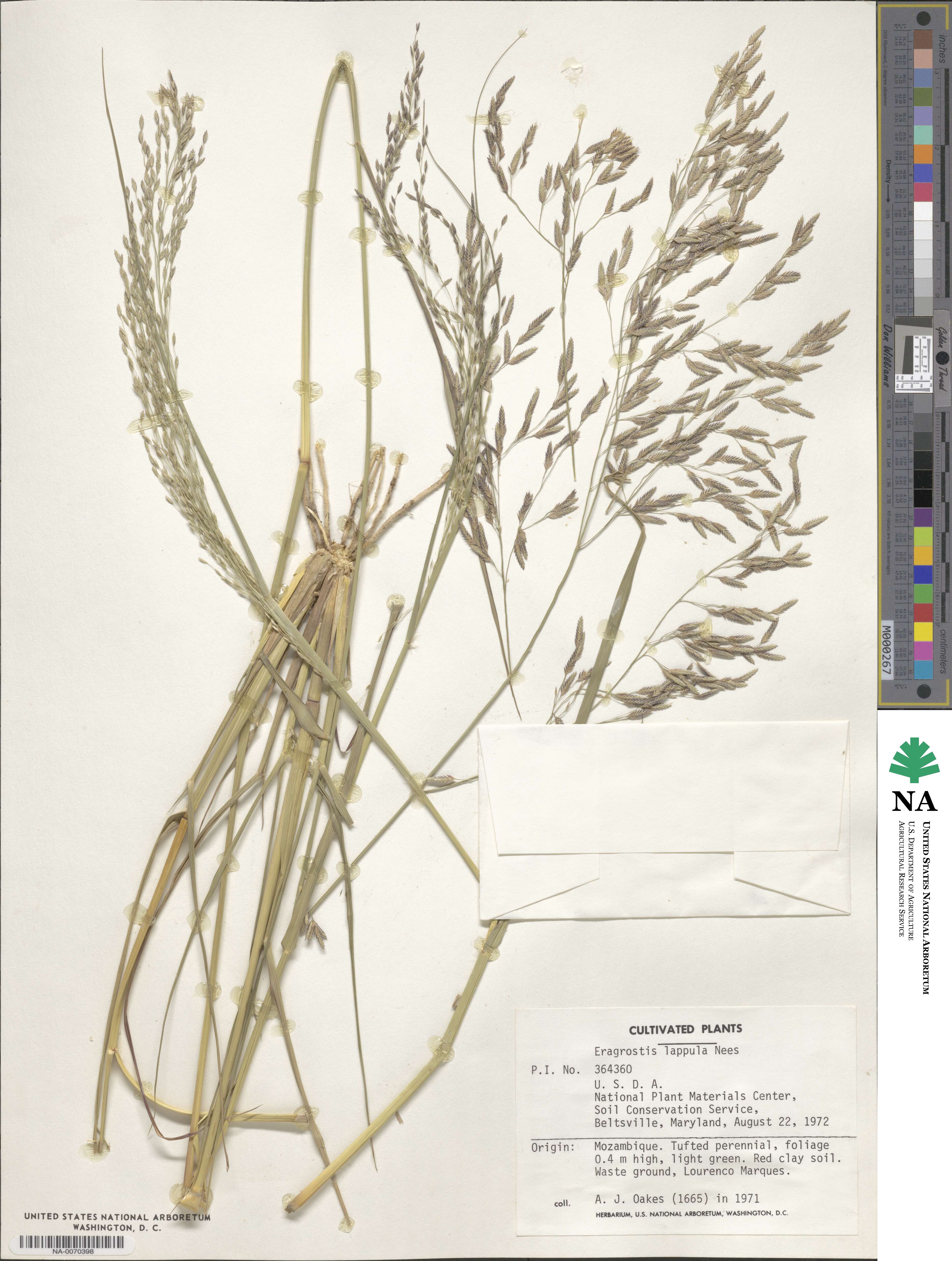 Eragrostis lappula image
