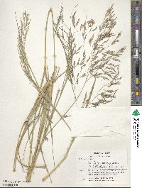 Eragrostis lappula image