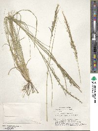 Eragrostis olivacea image