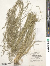 Eragrostis lehmanniana image