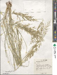 Eragrostis lehmanniana image