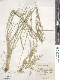 Eragrostis lehmanniana image