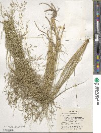 Eragrostis lehmanniana image